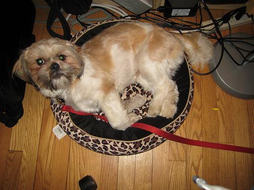 Lhasa Apso – foto 3