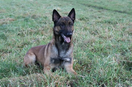 Malinois