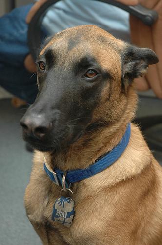 Malinois – foto 2