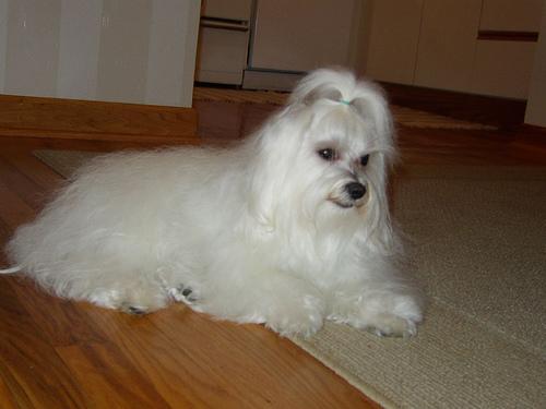 Maltês – foto 2