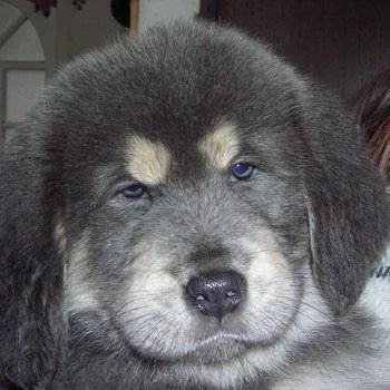 Mastiff Tibetano