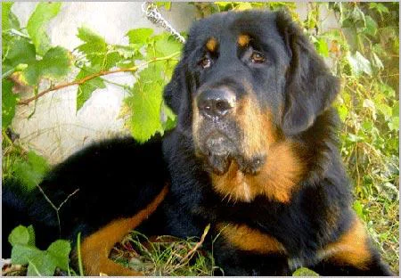 Mastiff Tibetano – foto 3