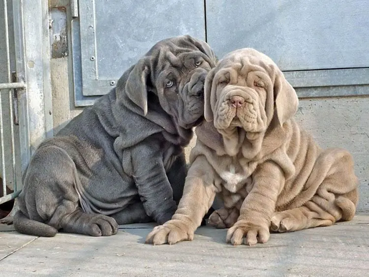 Mastino Napoletano