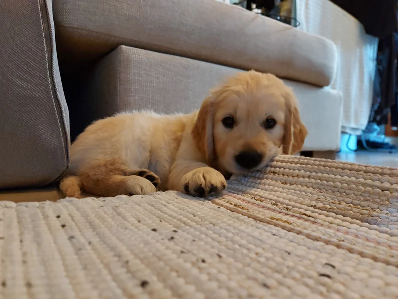 Nova Scotia Duck Tolling Retriever