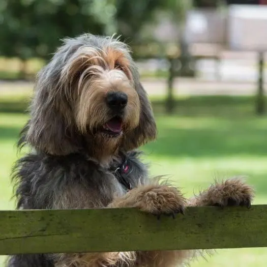 Otterhound – foto 2