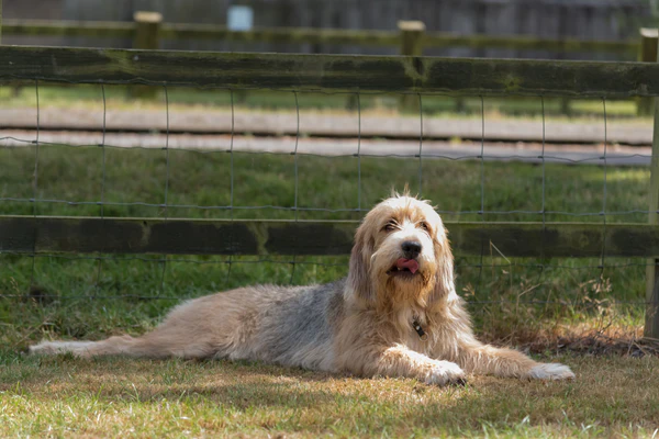 Otterhound – foto 3