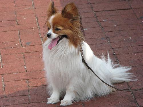 Papillon – foto 2