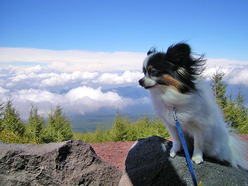 Papillon – foto 3