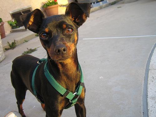 Pinscher Miniatura