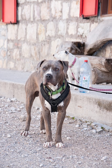 Pitbull – foto 2