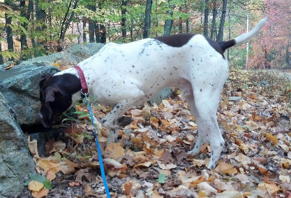 Pointer Alemão – foto 3