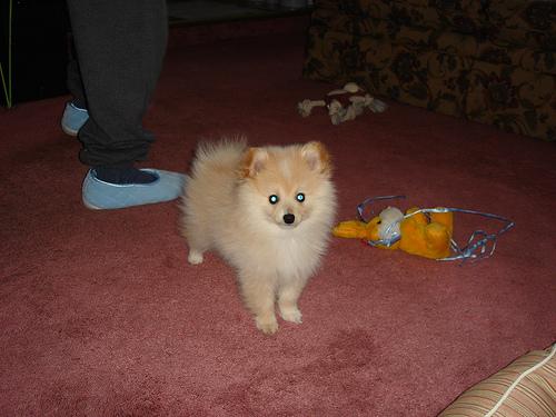 Pomerânia – foto 2