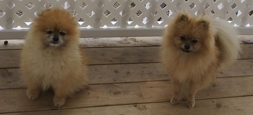 Pomerânia – foto 3
