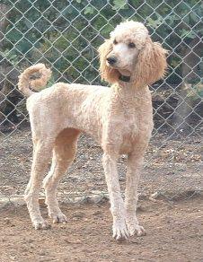 Poodle – foto 3