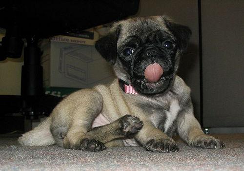 Pug