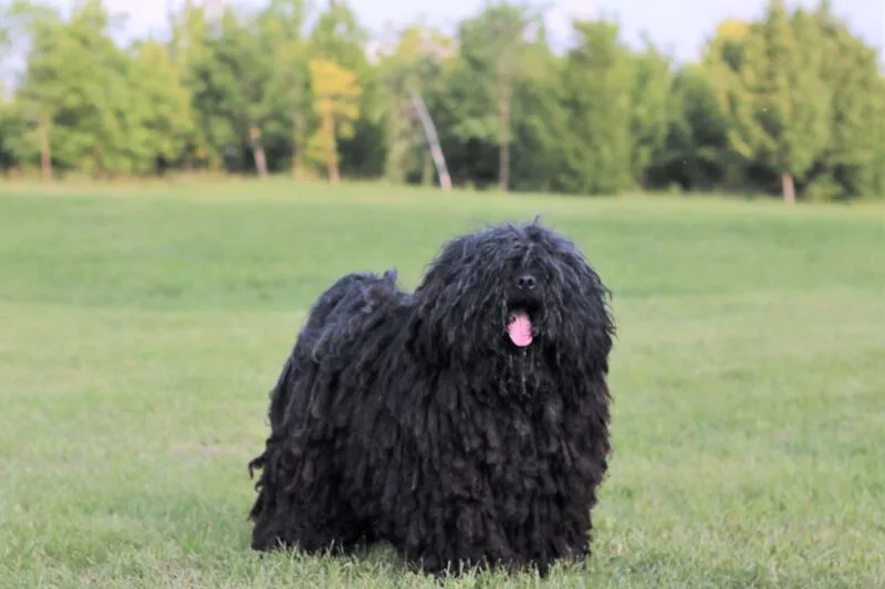 Puli