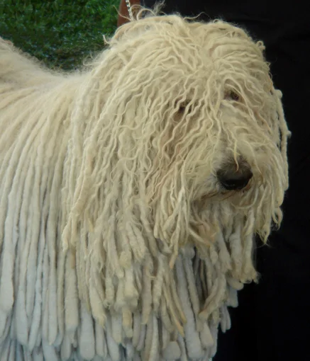 Puli – foto 2