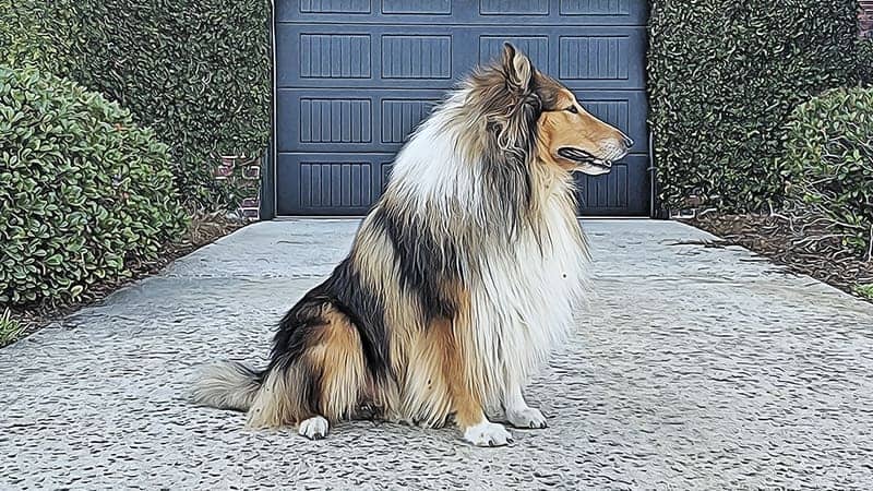 Rough Collie – foto 2