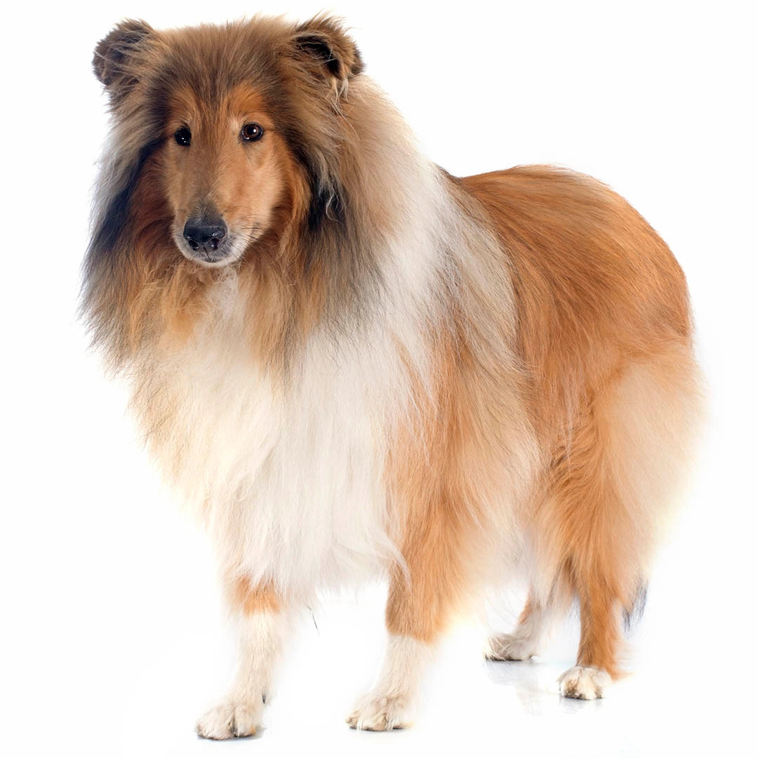 Rough Collie – foto 3