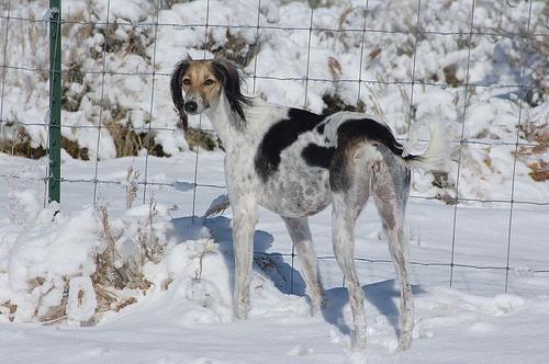 Saluki – foto 2