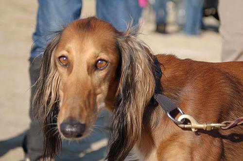 Saluki – foto 3