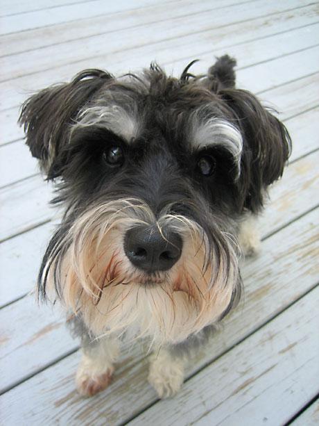 Schnauzer Miniatura