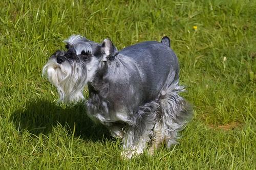 Schnauzer Miniatura – foto 3