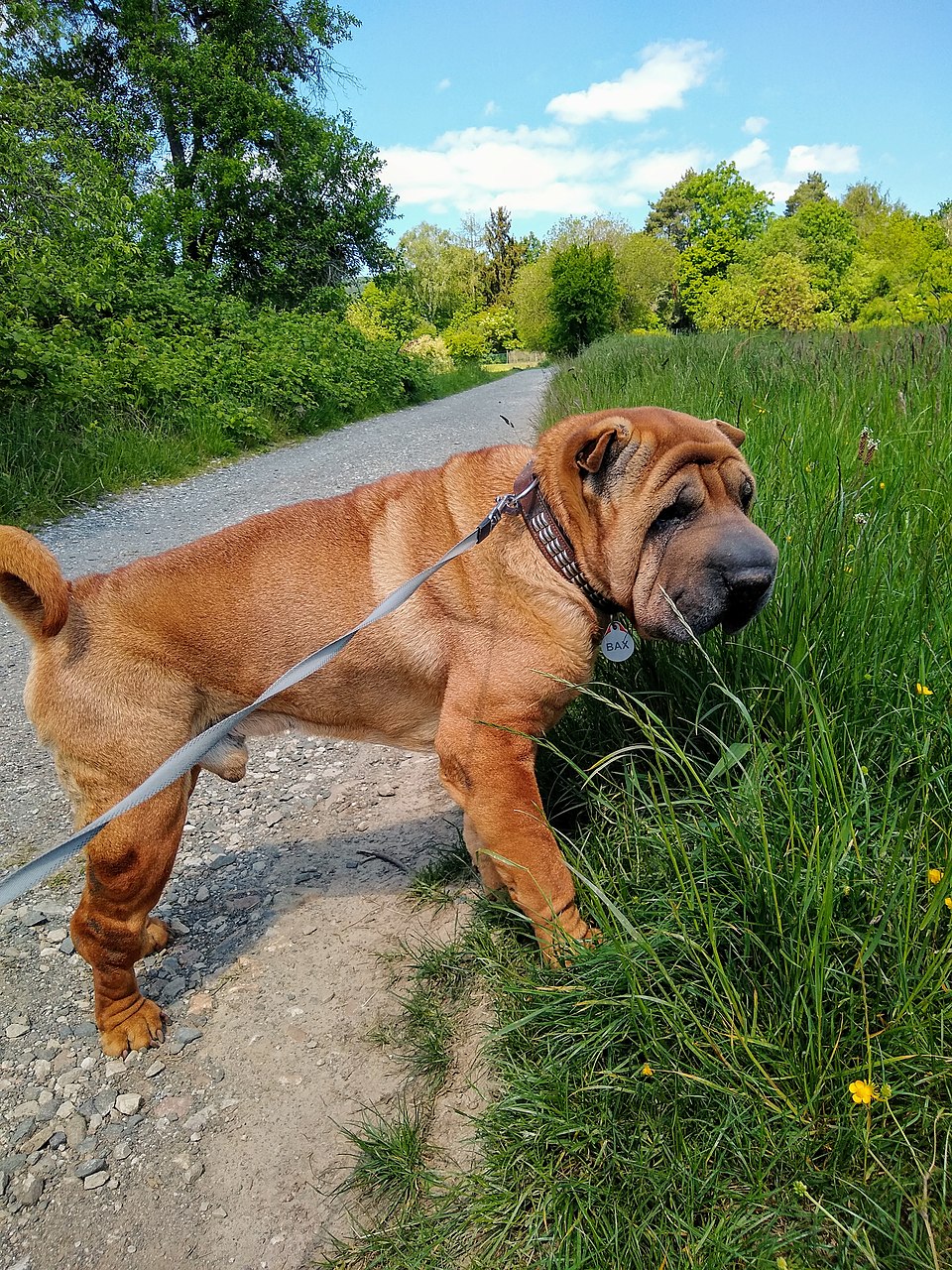 Shar-Pei – foto 2