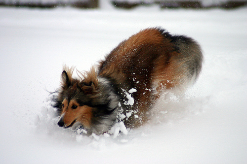 Sheltie