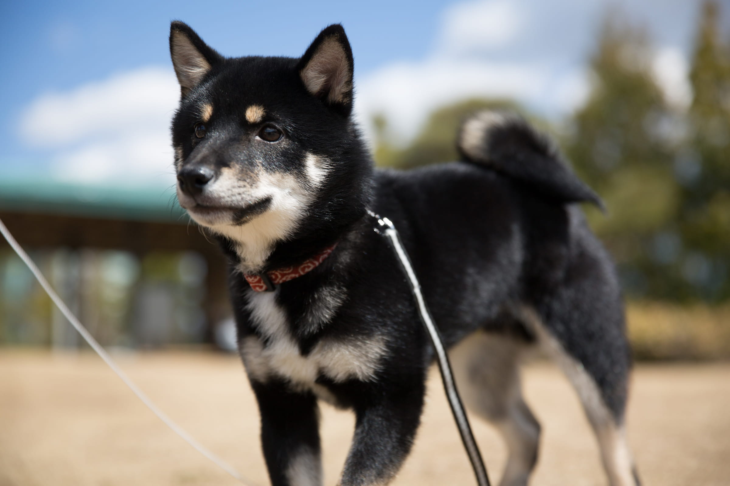 Shiba Inu – foto 3