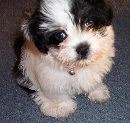 Shih Tzu – foto 2