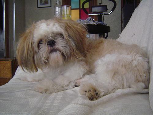 Melhores Raças de Cachorro para Idosos e Pessoas com Mobilidade Reduzida