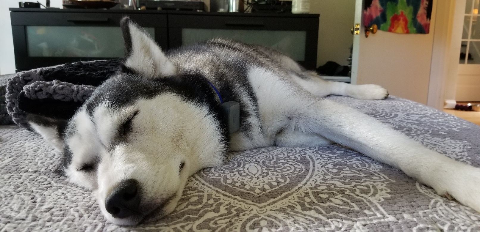 Melhores Raças de Cachorro para Apartamento