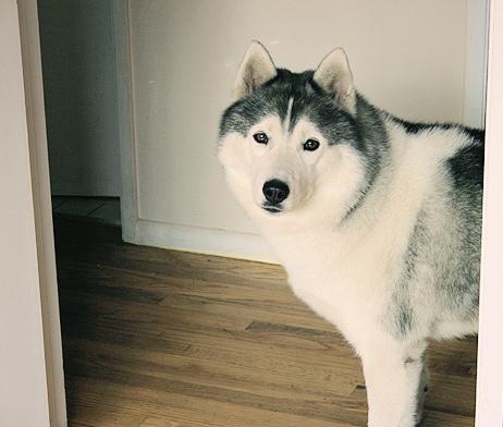 Siberian Husky – foto 3
