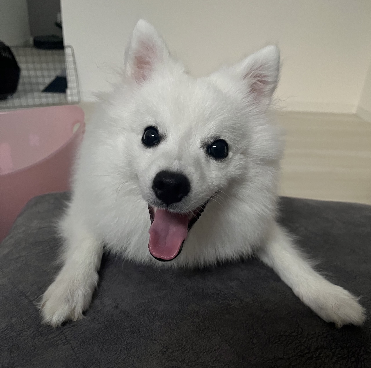 Spitz Japonês