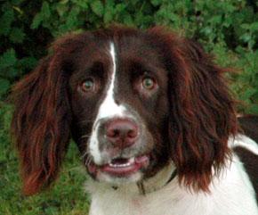 Springer Spaniel Inglês