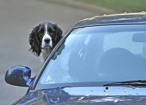 Springer Spaniel Inglês – foto 3