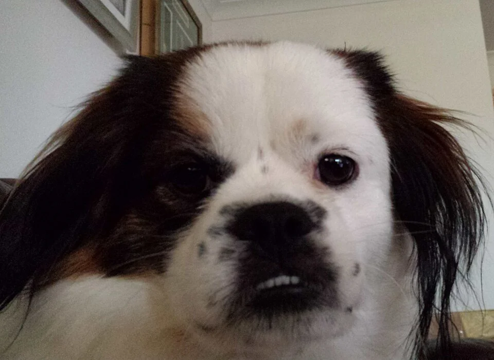 Tibetan Spaniel – foto 2