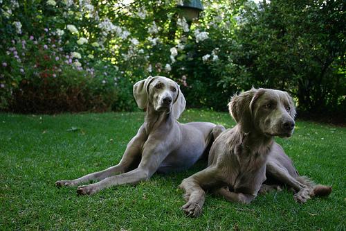 Weimaraner – foto 3