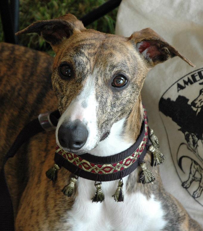 Whippet