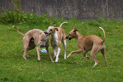 Whippet – foto 2