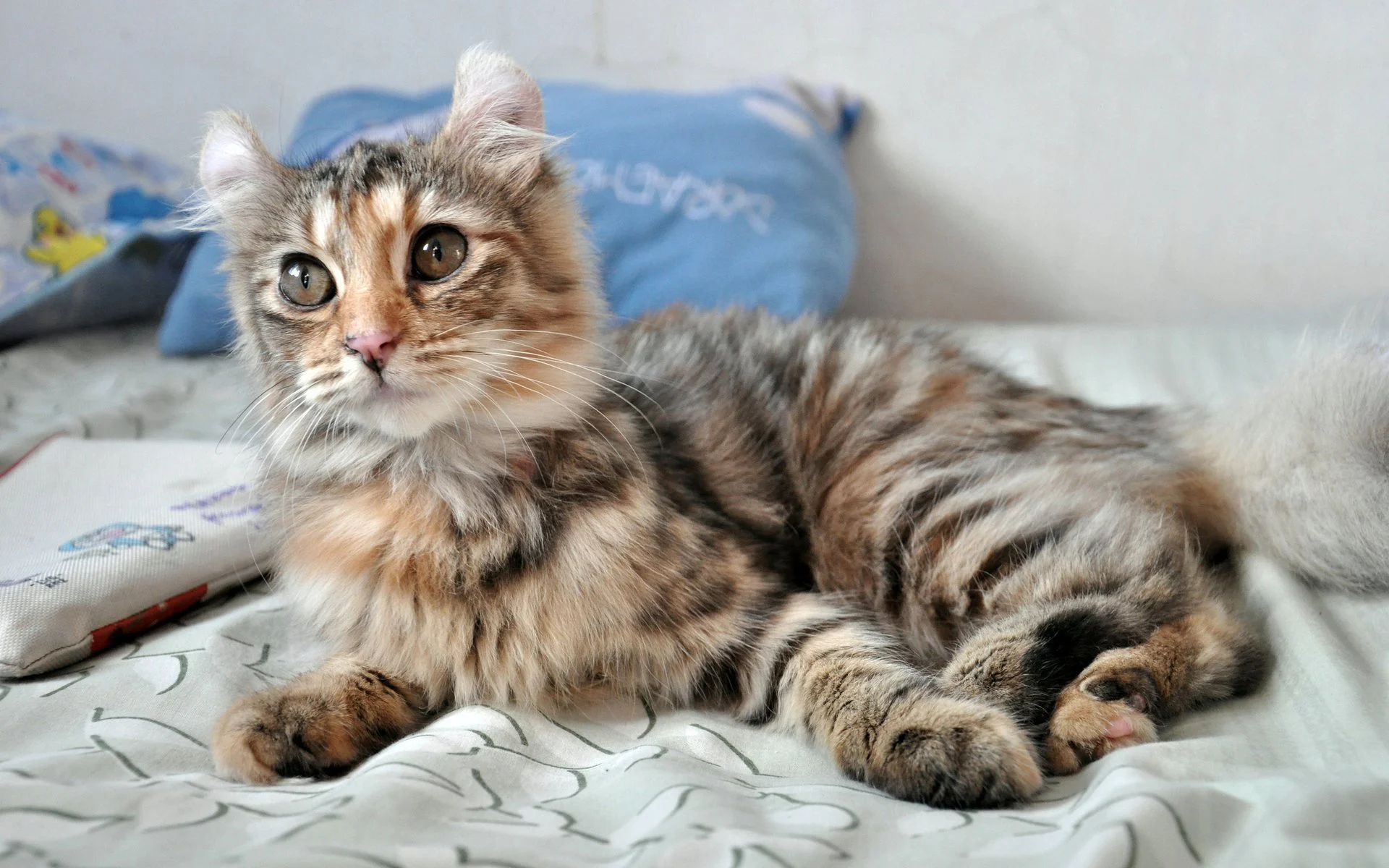 American Curl – foto 3