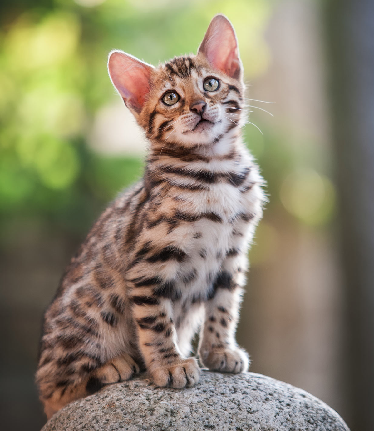 Bengal