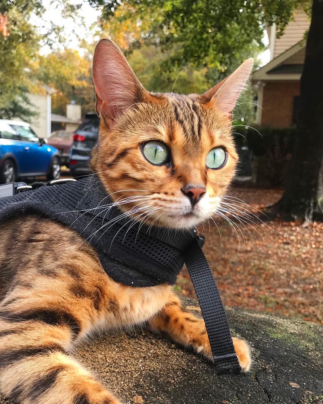 Enriquecimento Ambiental para Gatos: 15 Ideias para Estimular seu Felino