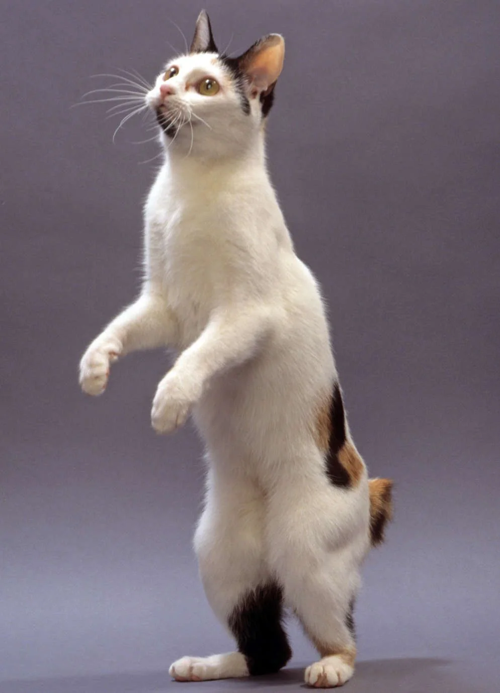 Bobtail Japonês – foto 2