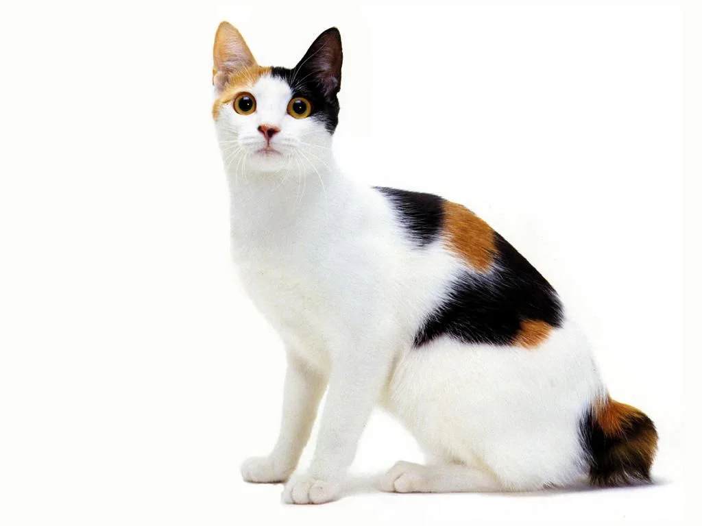 Bobtail Japonês – foto 3