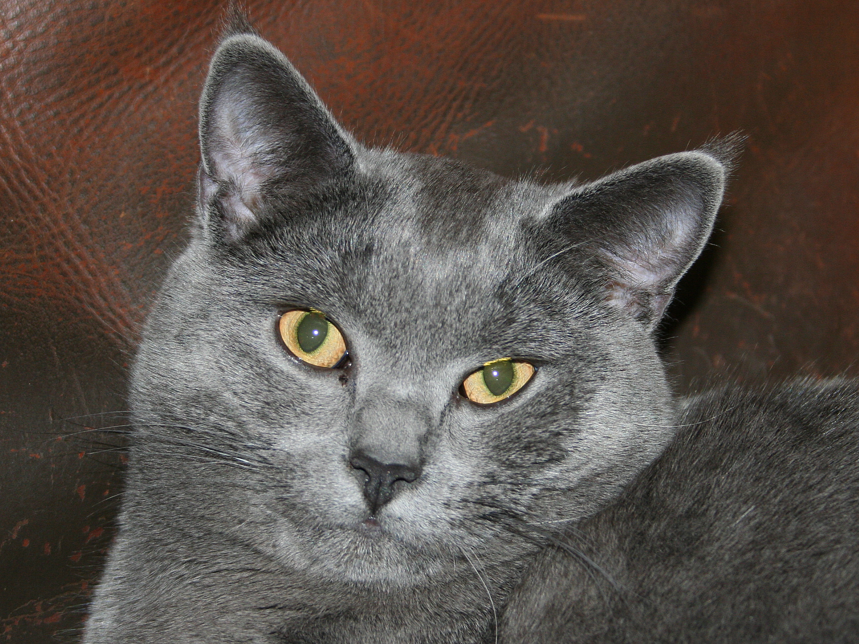Chartreux – foto 3