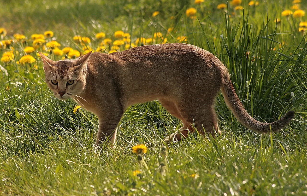 Chausie – foto 2