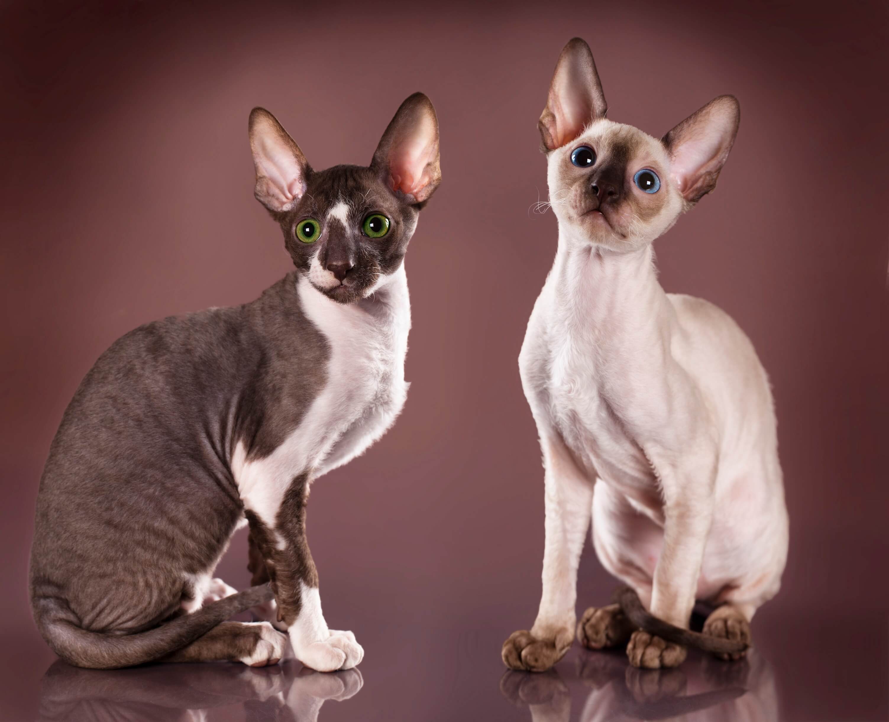 Cornish Rex – foto 2