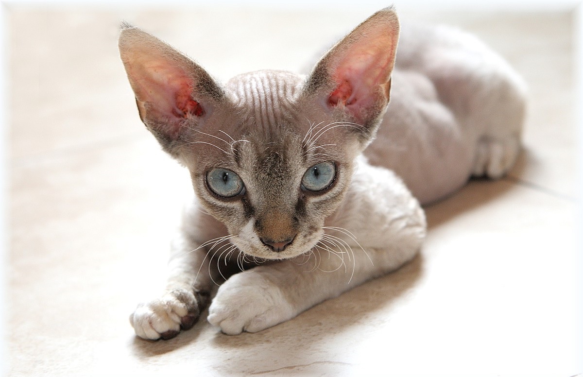 Devon Rex